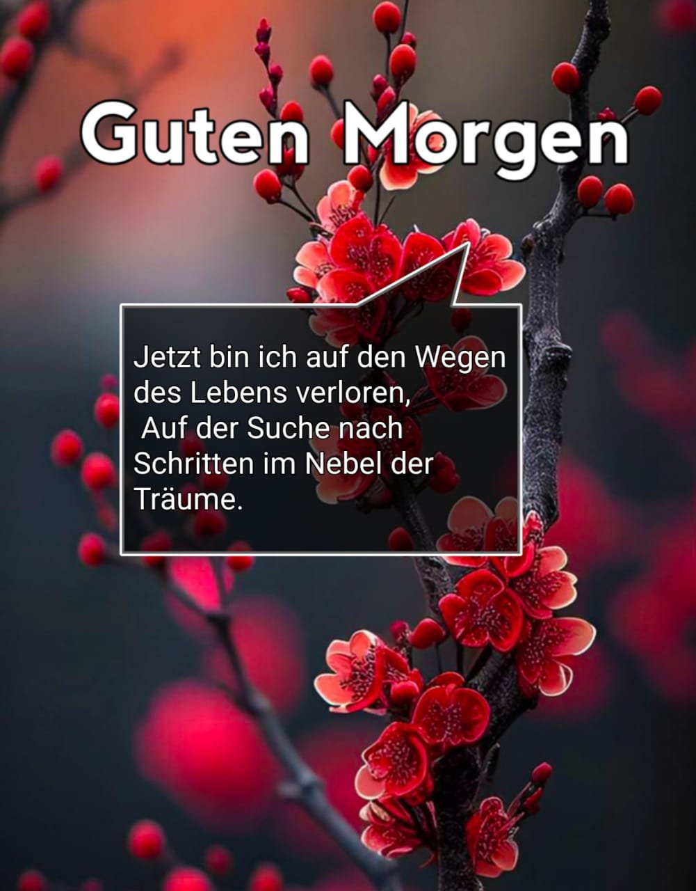 Guten Morgen Mittwoch Bilder Whatsapp Kostenlos