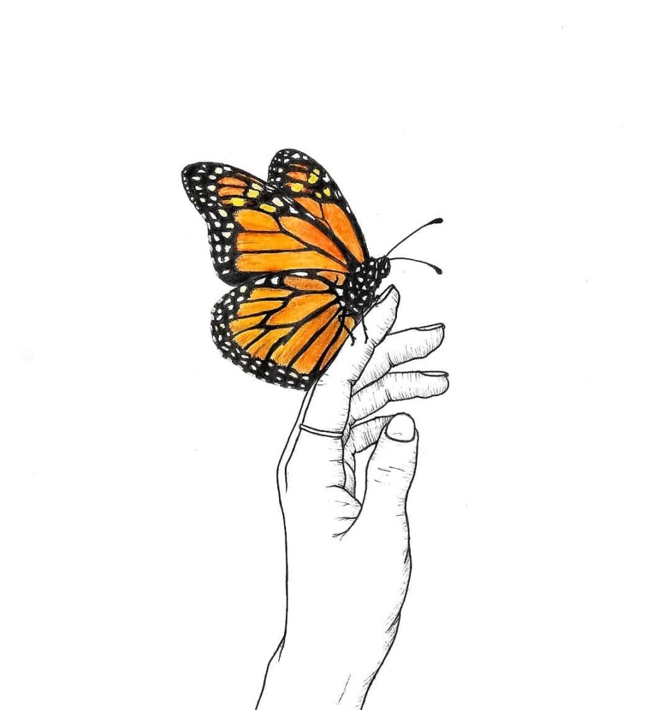 butterfly drawing simple