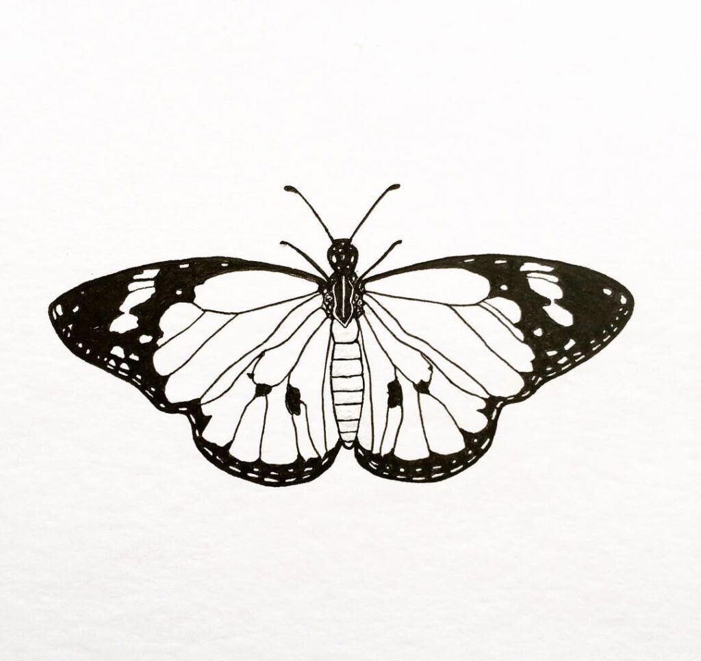 easy butterfly drawing