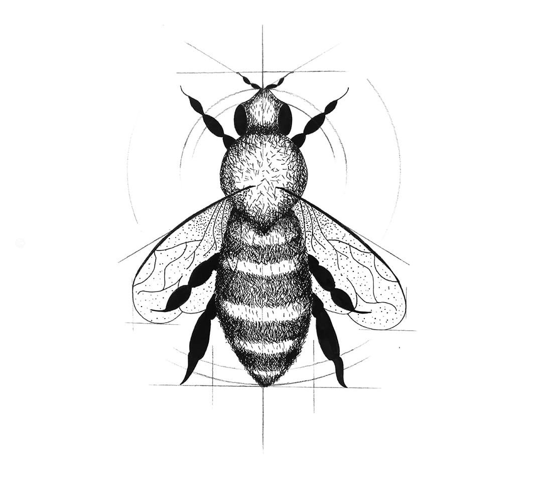 Original Honey bee sketch | SeanBriggs