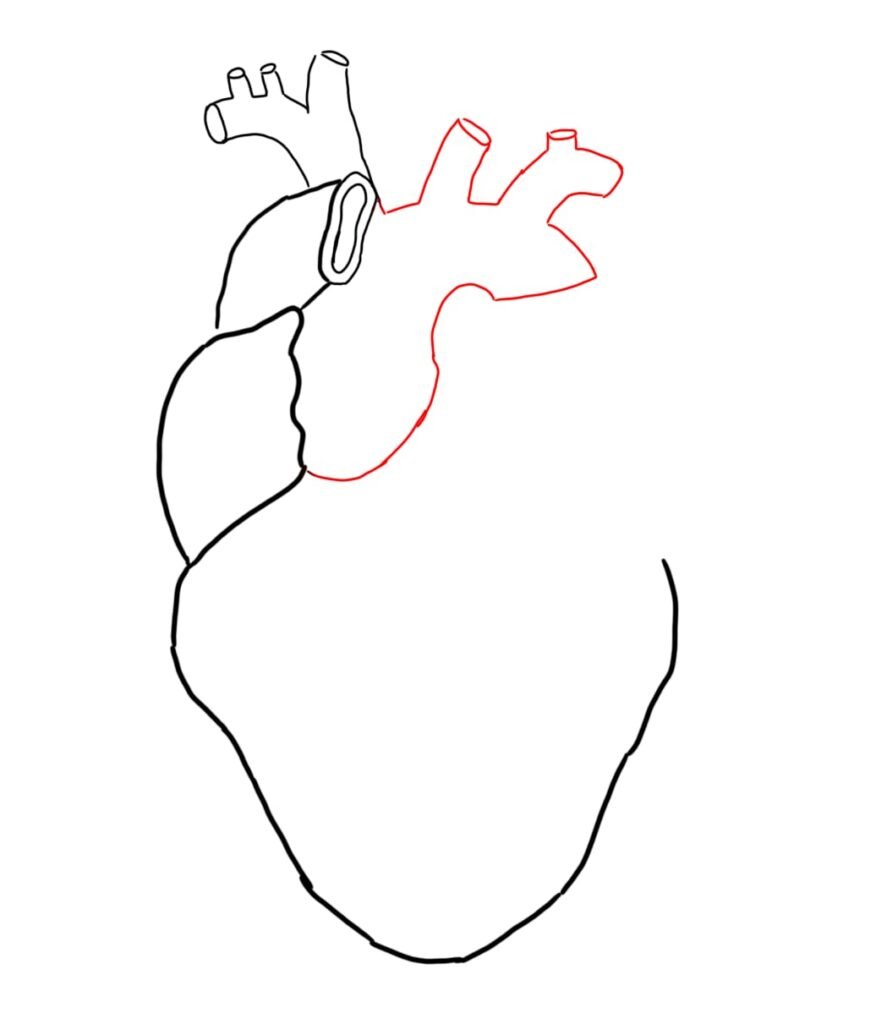 Anatomical Heart Line Art Illustration Vector Stock Vector (Royalty Free)  675916270 | Shutterstock | Anatomical heart drawing, Heart drawing, Anatomical  heart tattoo