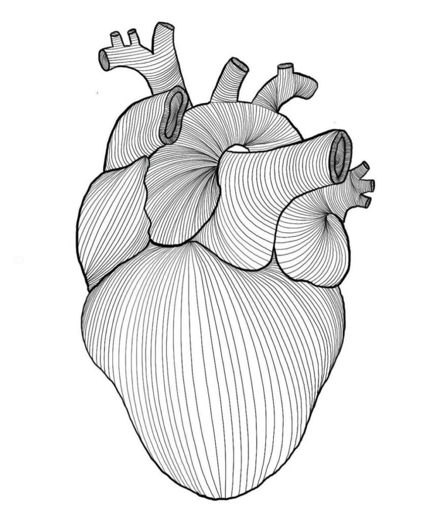 human-heart-drawing