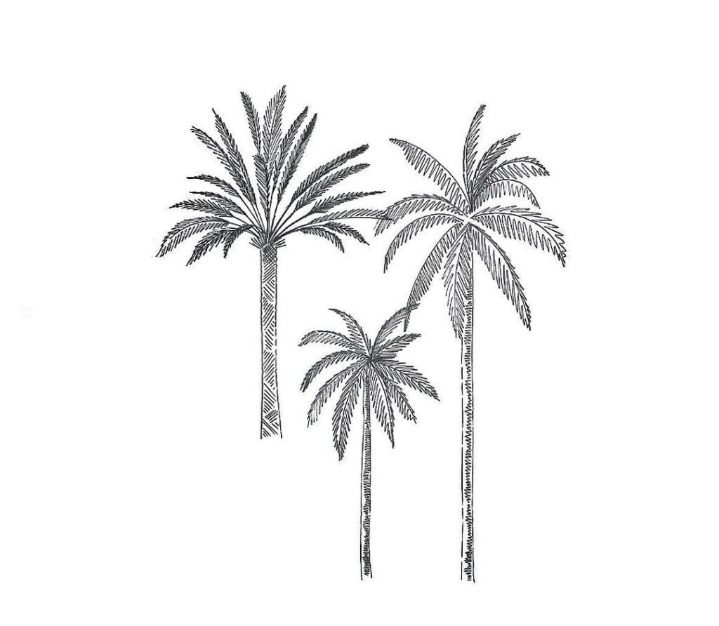 How to Draw a Palm Tree Easy Awesome Palm Tree Drawing