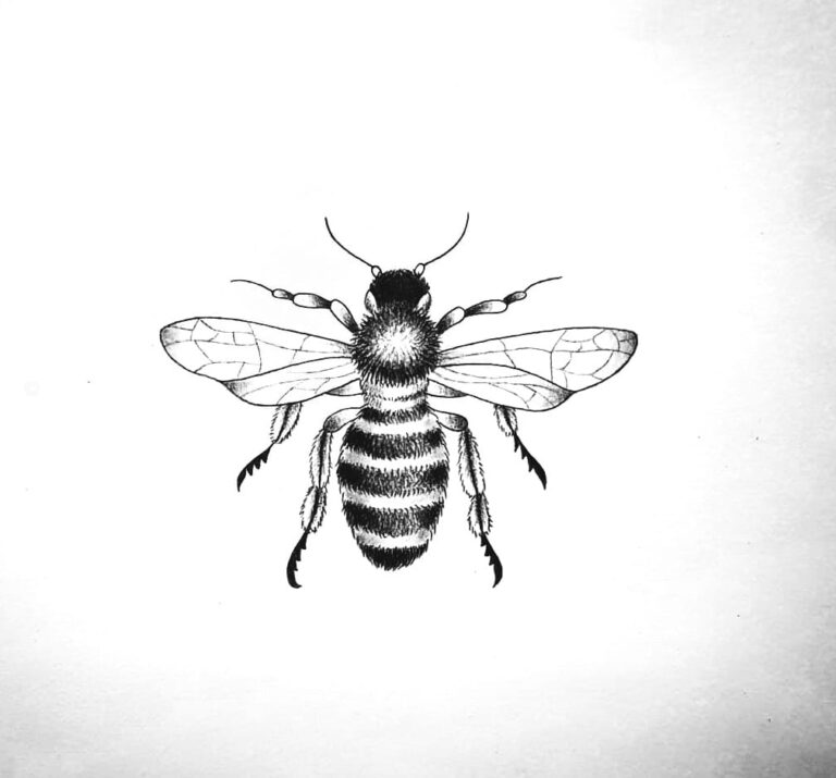 Bumble bee drawing new 30+ picture