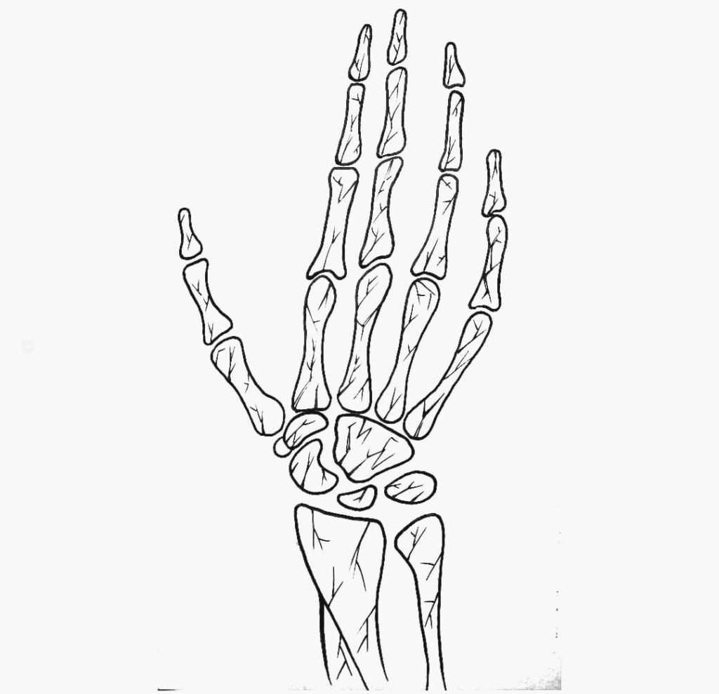 skeleton hand drawing