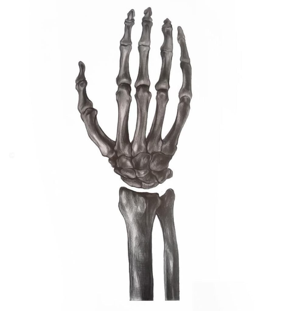 skeleton hand drawing step by step