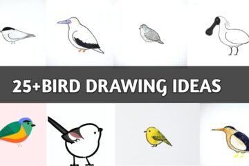 25 all bird drawing