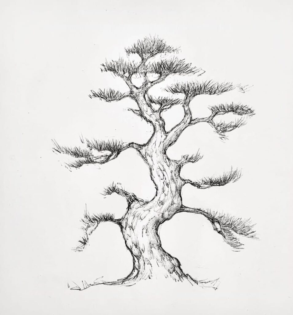 easy pine tree drawing