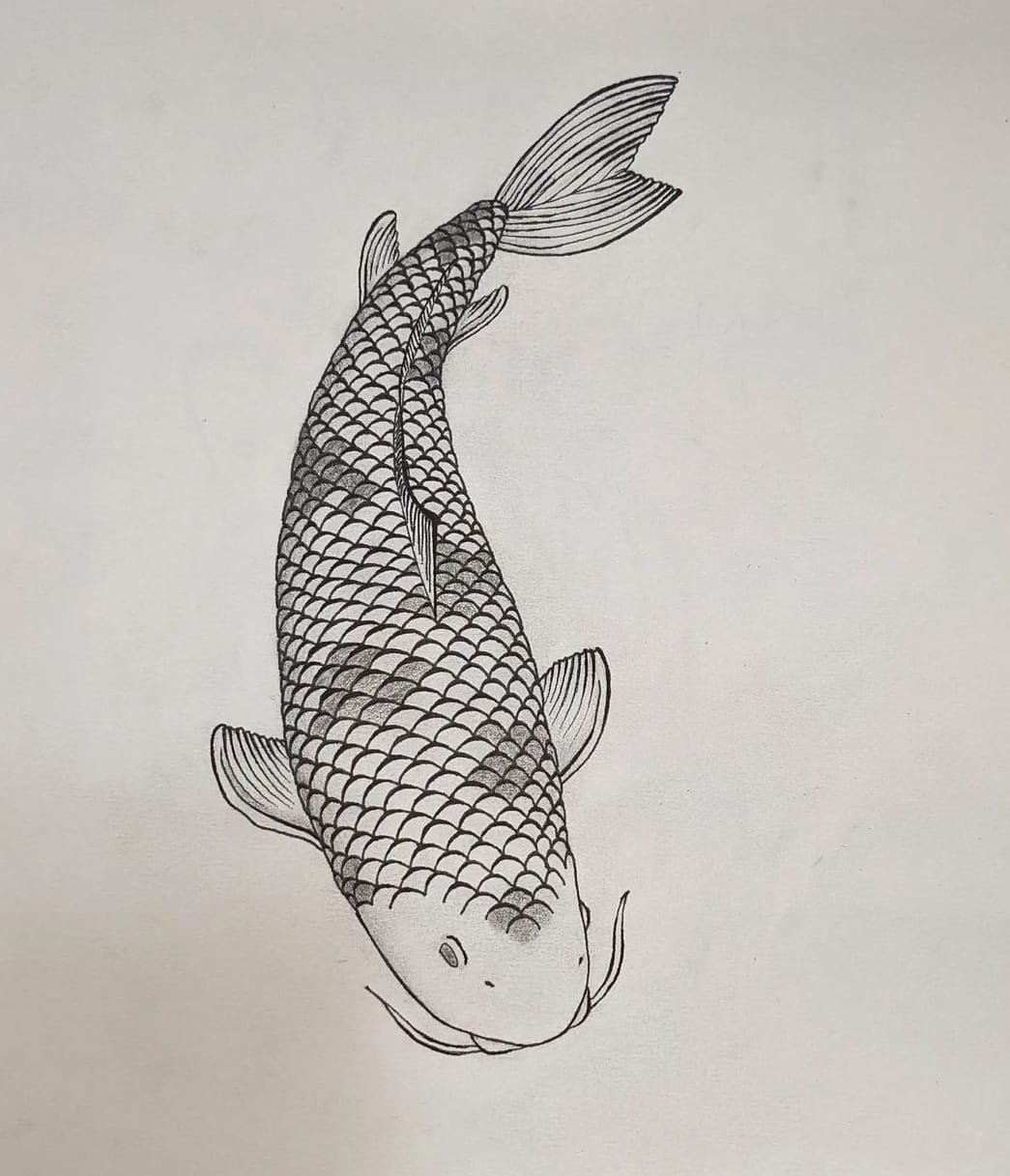 3 Drawing Koi Fish - Koi Fish Drawing Png - Free Transparent PNG Download -  PNGkey