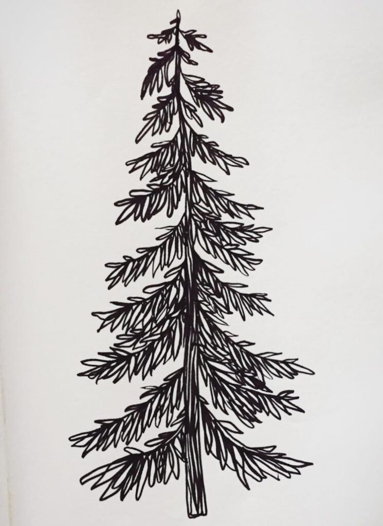 pine tree drawing reference