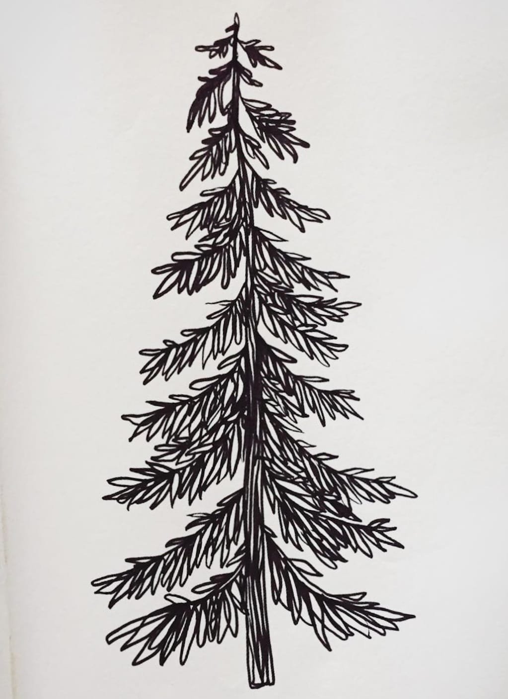 Pine tree drawing - rilostreet