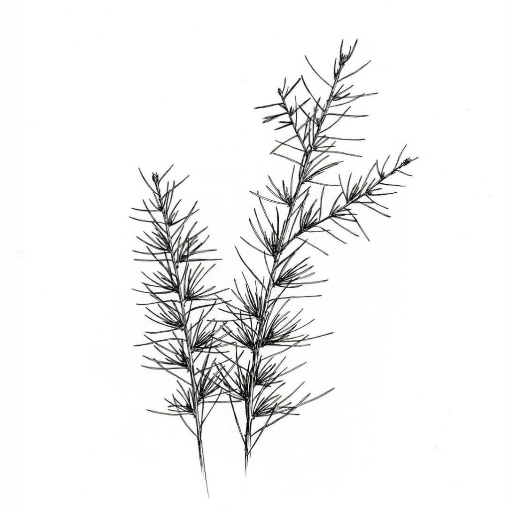 pine tree drawing simple