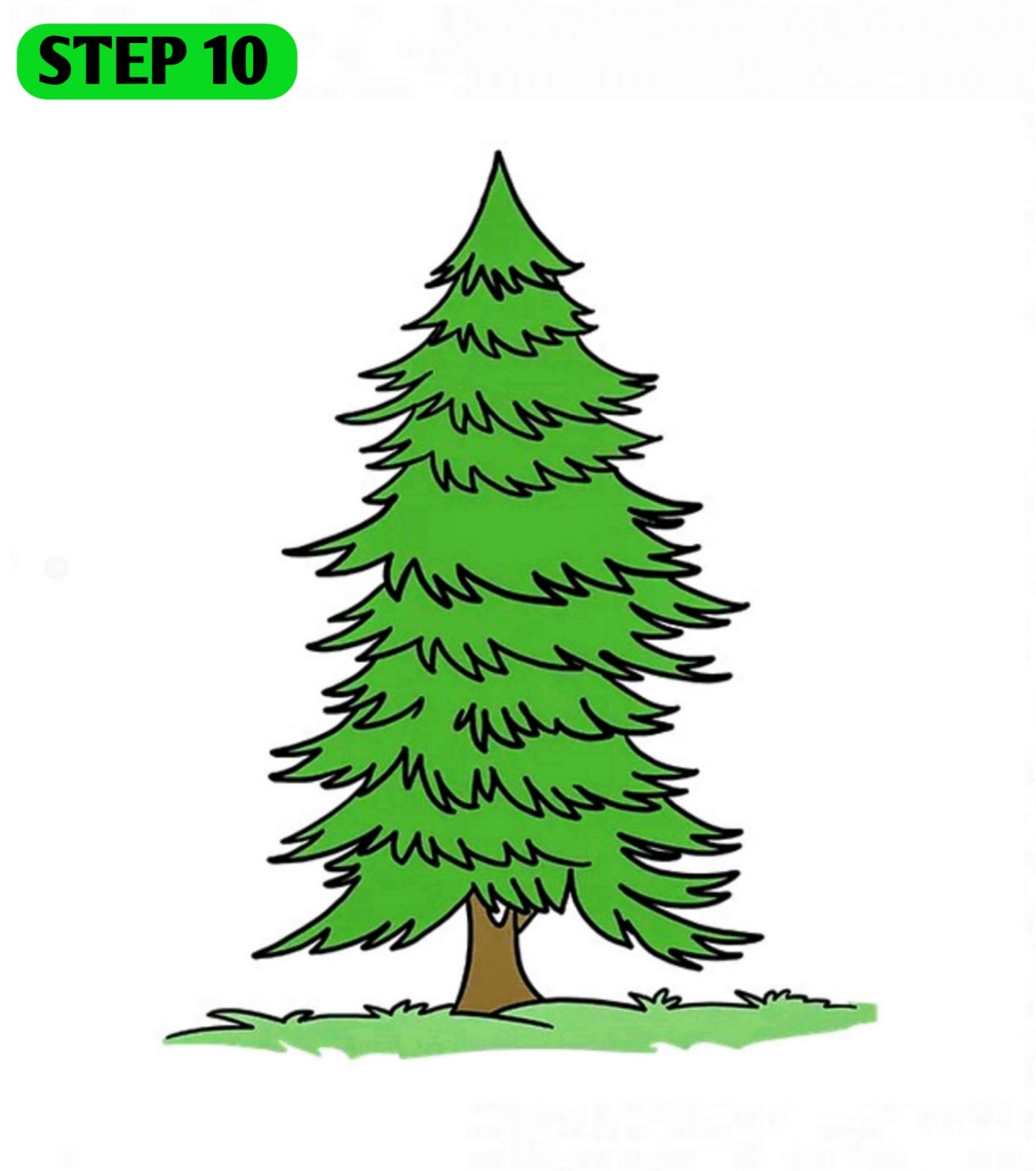 How to Draw a Cedar Tree | Cedar Tree Drawing Free Vector Art - YouTube