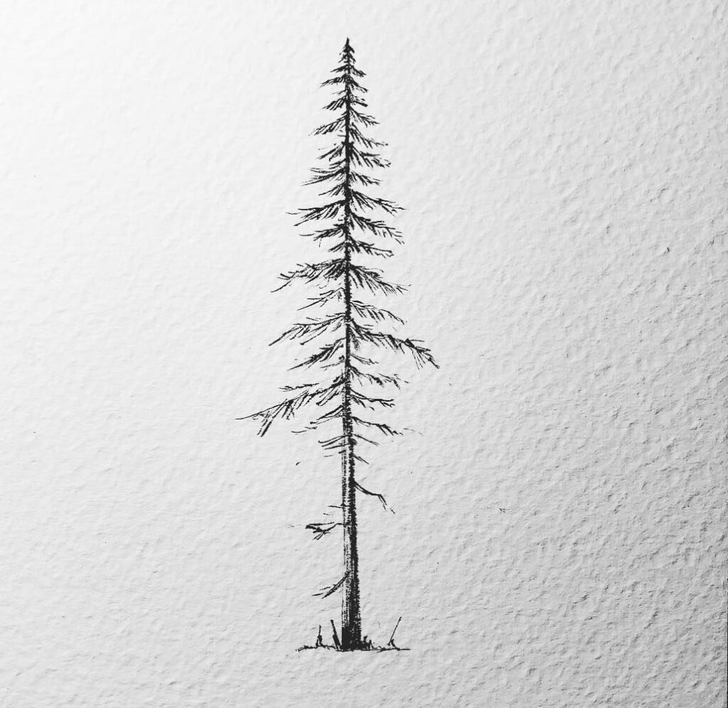 ponderosa pine tree drawing