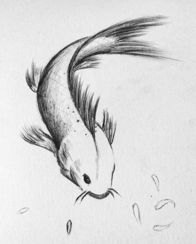 realistic koi fish drawing