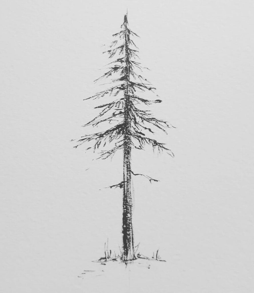 thin pine drawing