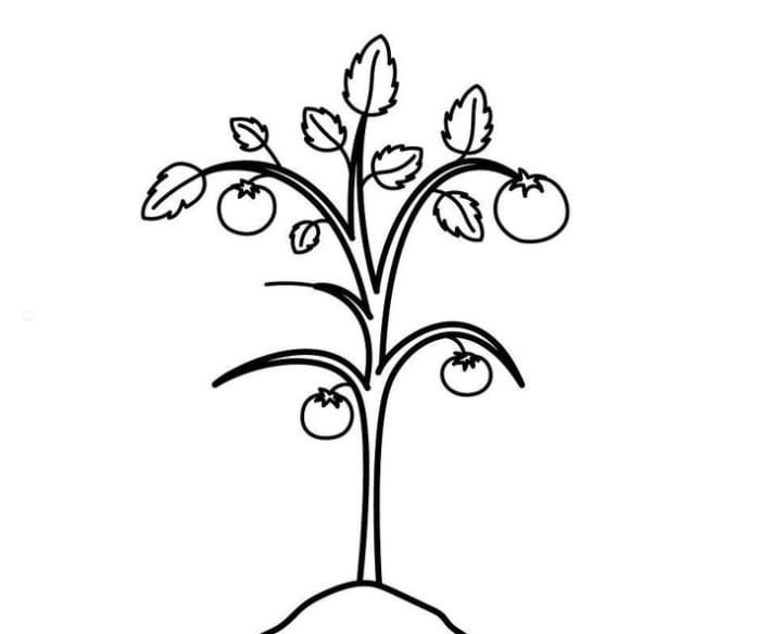 tomato tree drawing