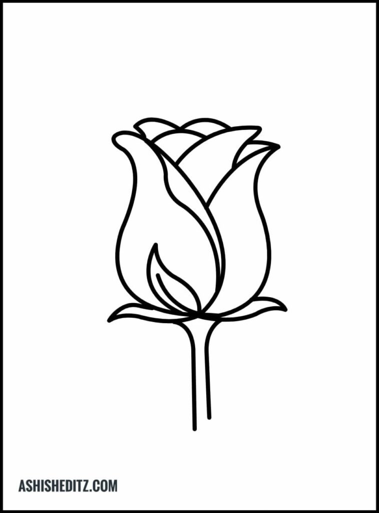 Rose line drawing - Stock Illustration [57285834] - PIXTA