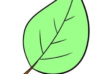 leaf drawing