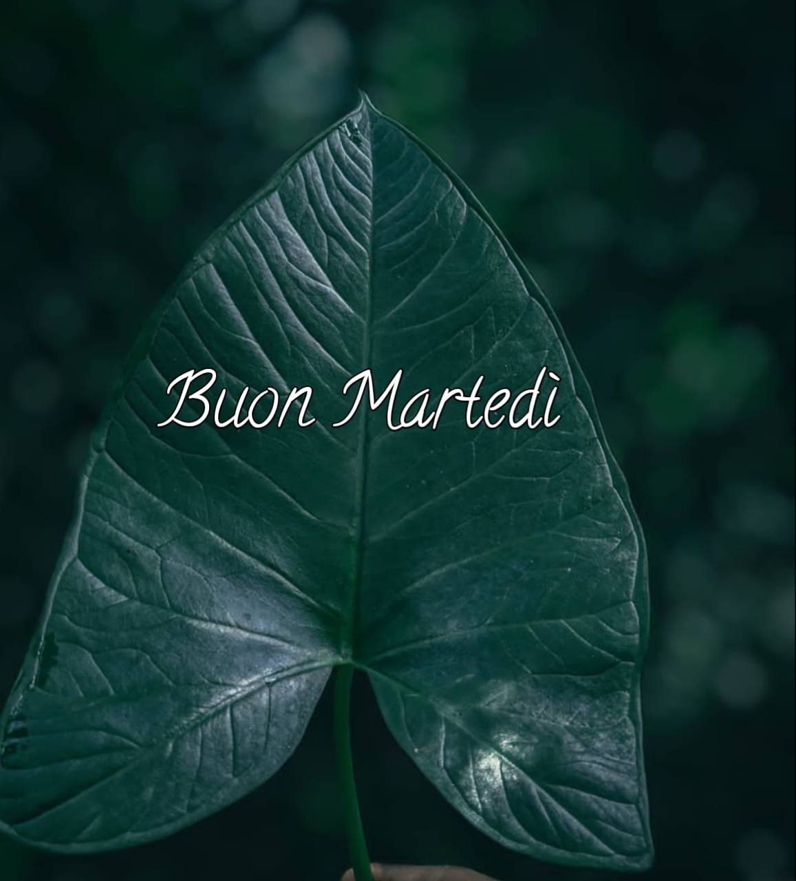 Buon martedì immagini nuove HD 2024