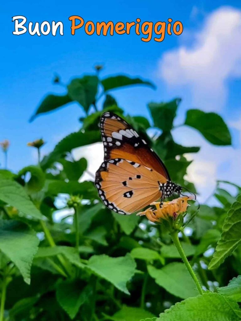 buon pranzo e buon pomeriggio immagini