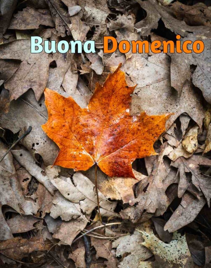 buona domenica autunnale immagini nuove gratis per whatsapp