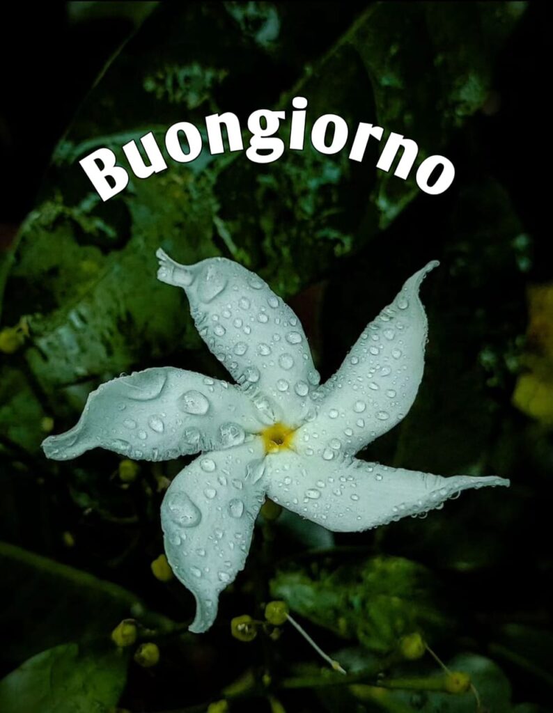 immagini buongiorno