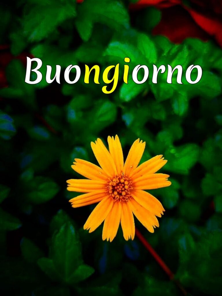 immagini buongiorno nuove