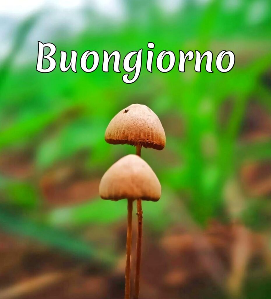 immagini buongiorno pioggia