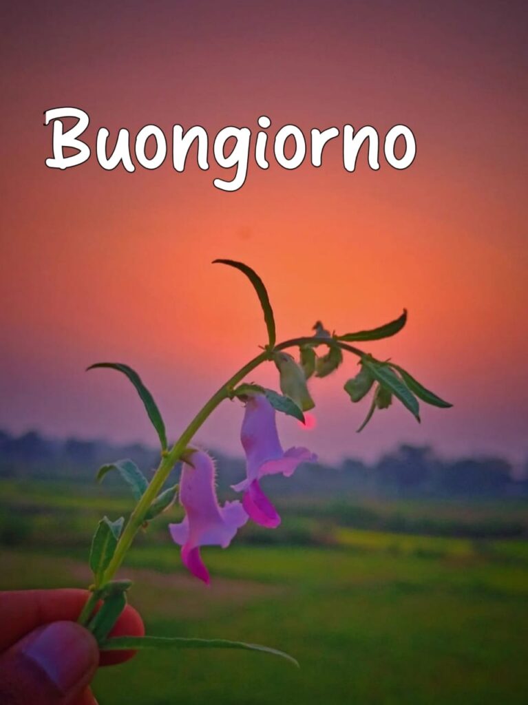 le fate del sole buongiorno immagini nuove gratis per whatsapp buonanotte