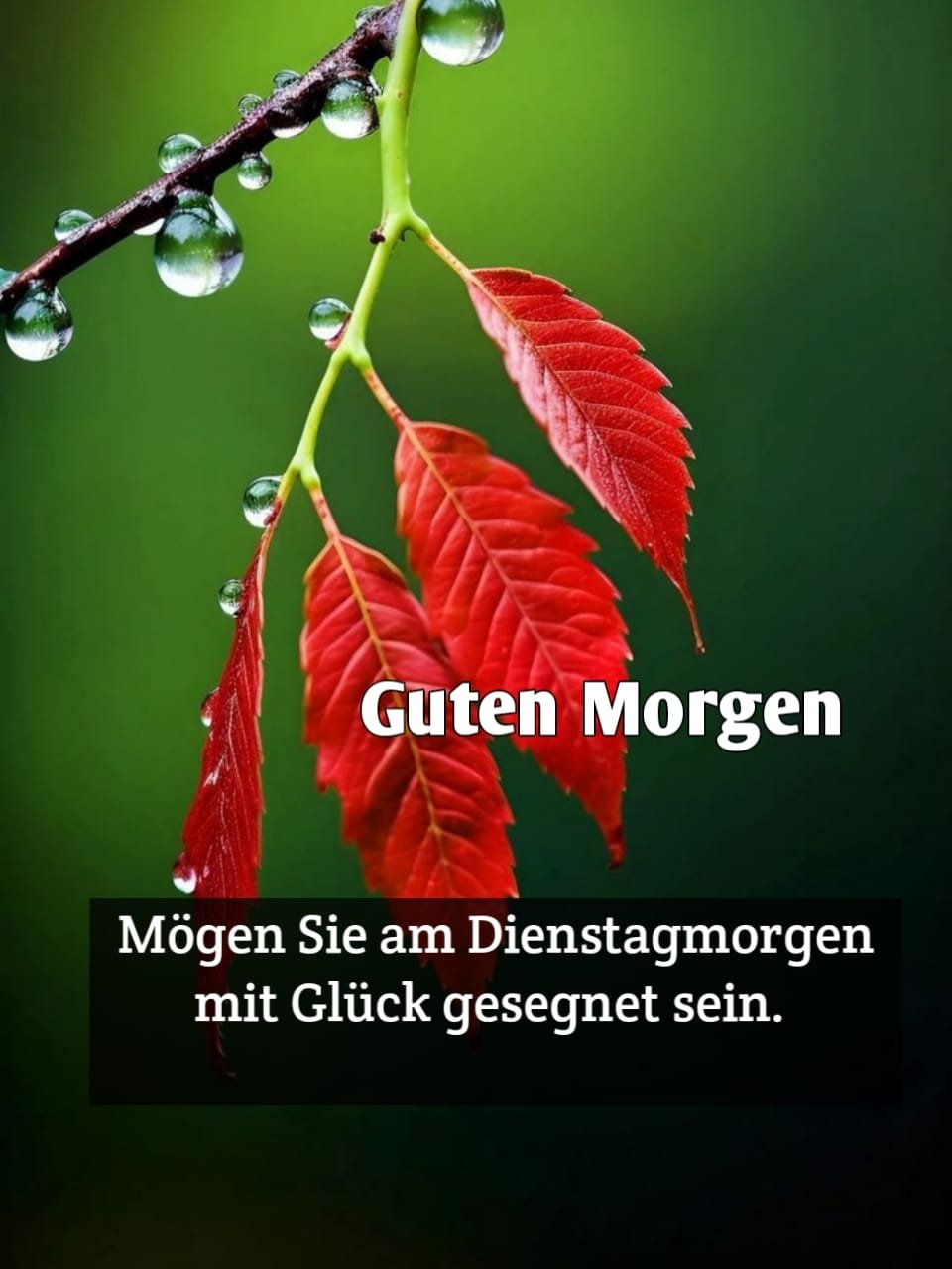 5000 + guten morgen donnerstag bilder kostenlos für whatsap
