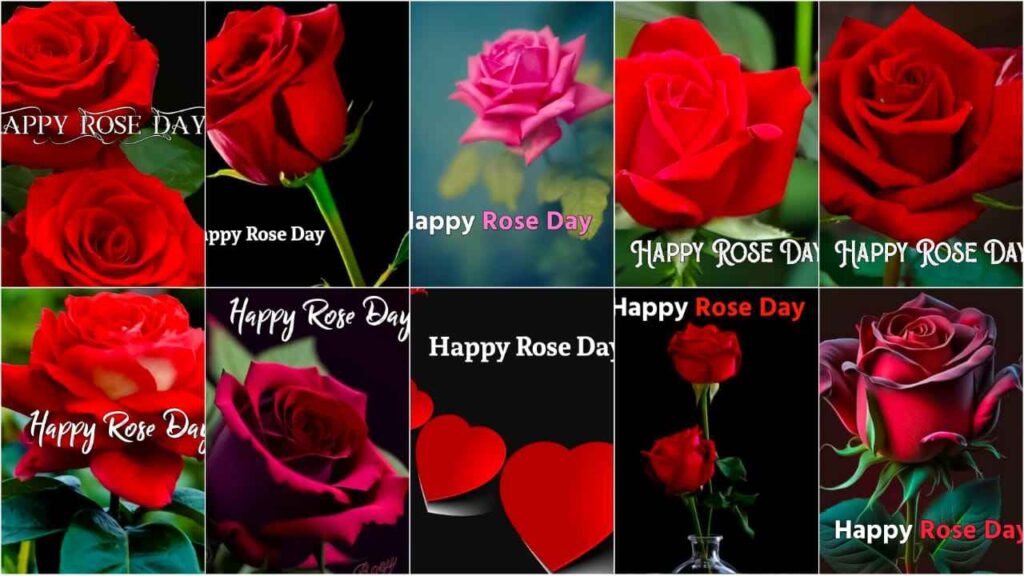 Happy Rose Day