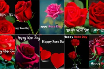 Happy Rose Day