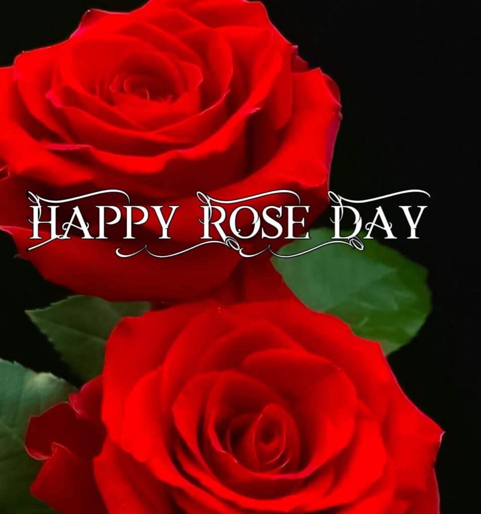 happy rose day 2024