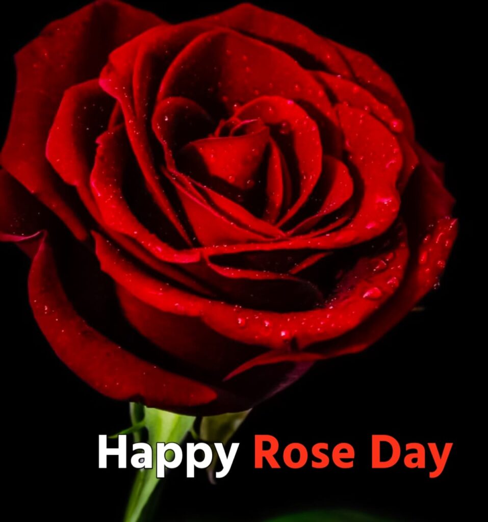 happy rose day images hd