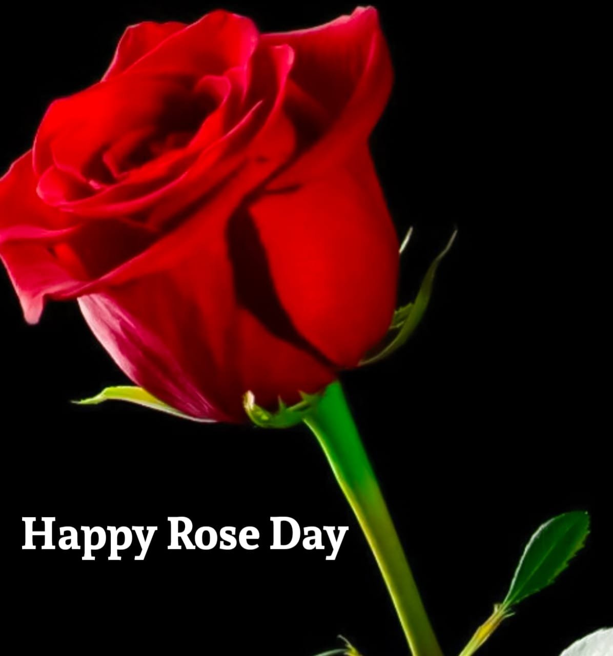 Happy Rose Day Photo Picture Wallpaper Download