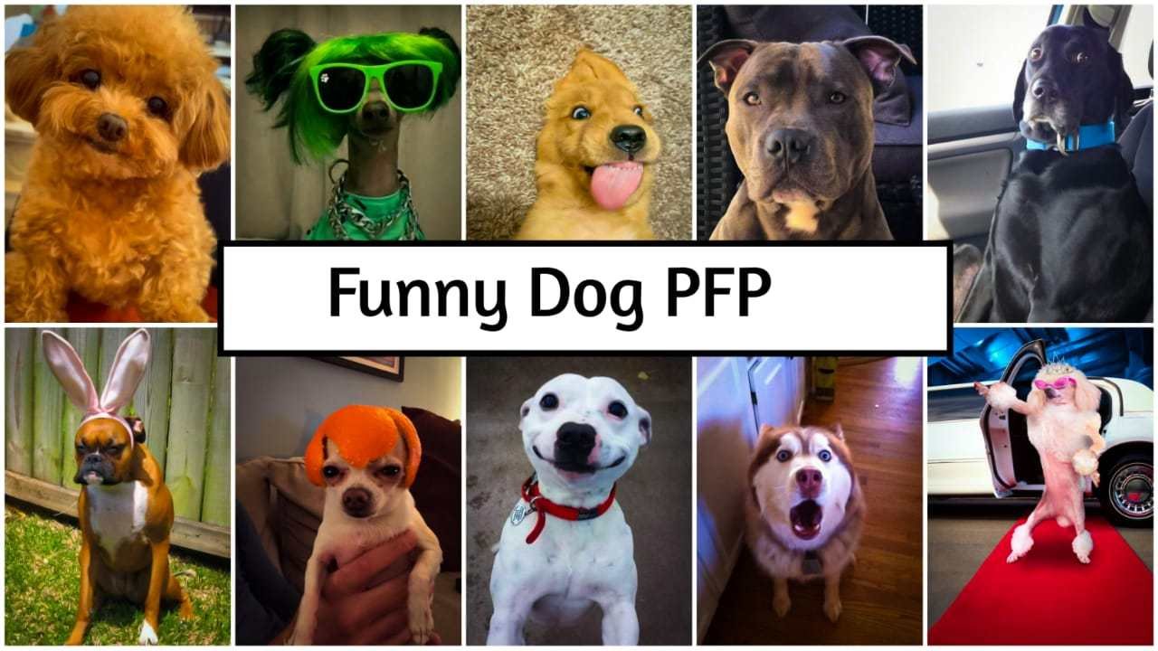 Funny Dog PFP