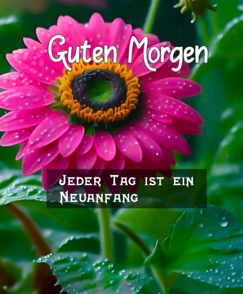 guten morgen liebe grüße bilder​